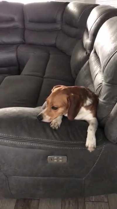 Bernie the Beagles loves singing with Whitney Houston!