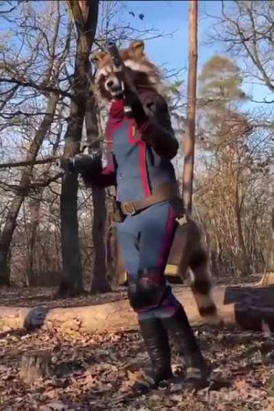 A very cool Rocket Cosplay