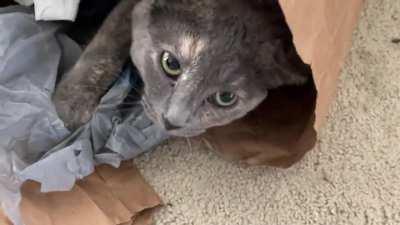 Eartha’s wake up trills and squeaks