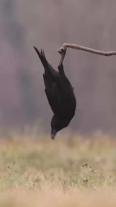 Raven flexing on a branch