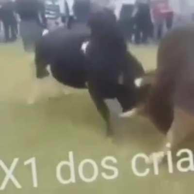Só os crias de Bangu