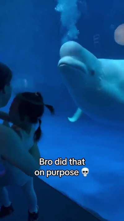 Beluga whale loves to scare visitors