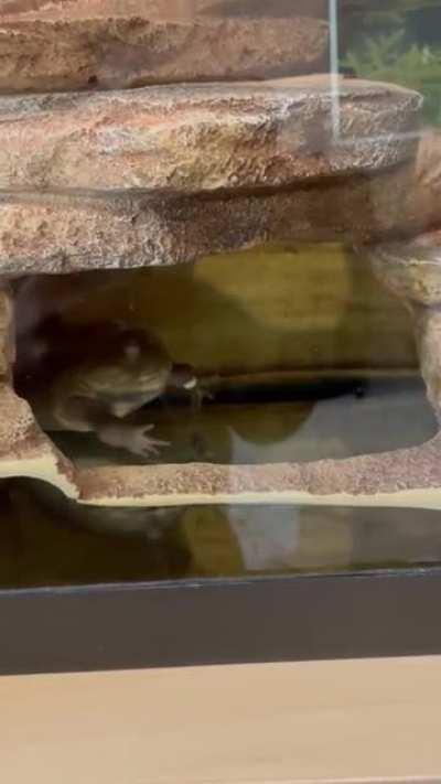 Big Mac eats a hornworm