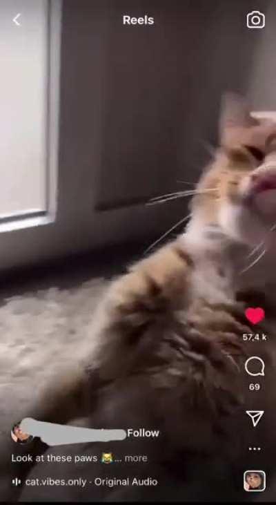 Look at the beans of this kitty! (Credits in comments)