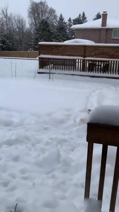 First time exploring after some heavy snowfall