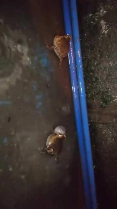 Ah yes the final boss