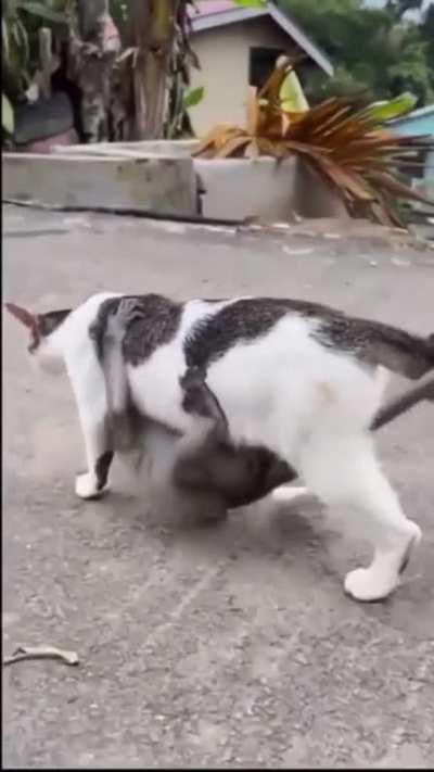 Reverse Adoption (Karma)