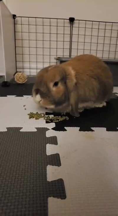 Coco has been flipping his food bowl lately so we decided to just give it to him straight off the floor