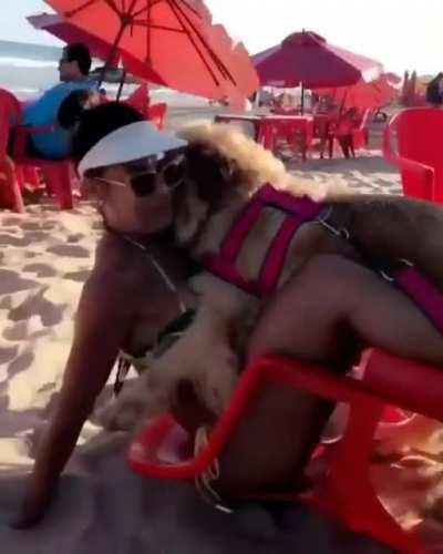 HMC, while I pet the nice Doggo