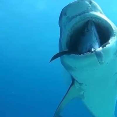 🔥 Tiger Shark with a Tuna stuck in his mouth 🦈