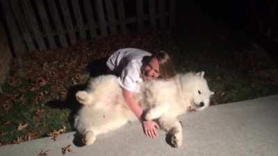 Stubborn Samoyed-Trying to get Cody in from the cold at bedtime.