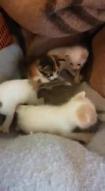 An old video of Lulu and her siblings I found on my phone.