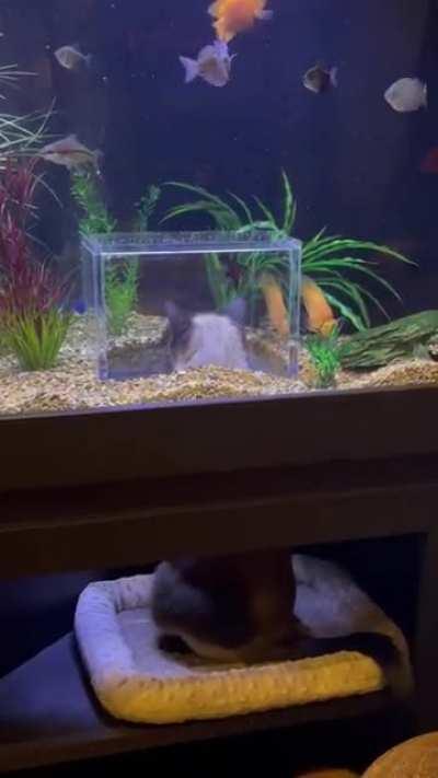 Does building an enclosure inside the aquarium count?