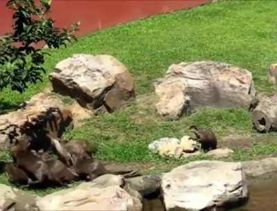 A group of otters chasing a butterfly.