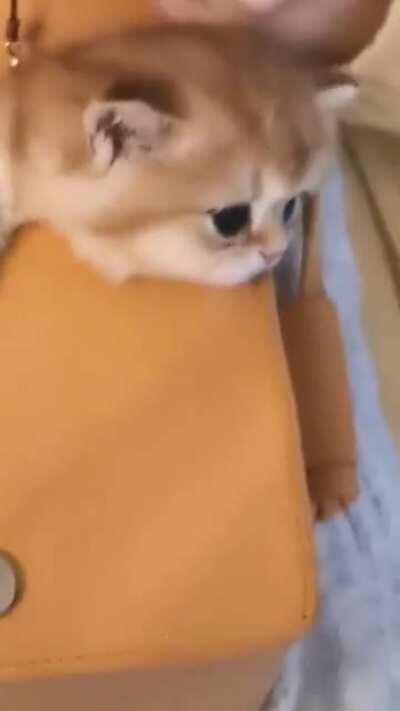 Look! a little cute Kitty in the bag.