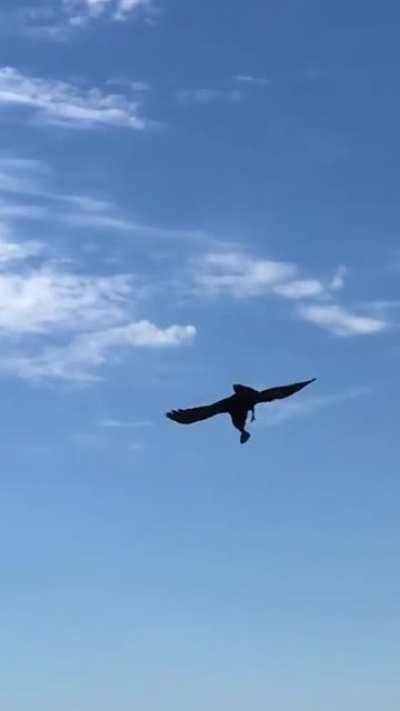 This crow playing around and surfing on the wind with a stick after observing surfers in the ocean