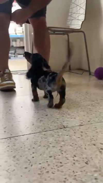 This is my 3 months old dark harlequin kanichen dachshund 😍