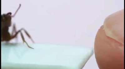 Ant discovers Newton's third law