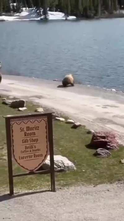 Gigantic Moose Unit Chases 800 lb Grizzly Bear