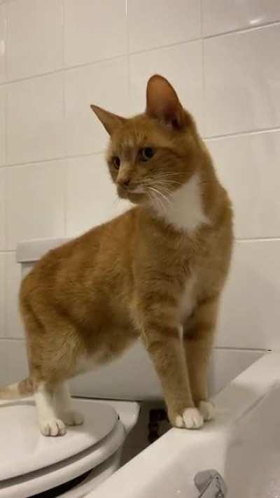 My ginger baby has never been able to meow