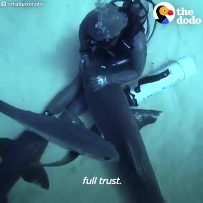 Cristina Zenato being an absolute madlad