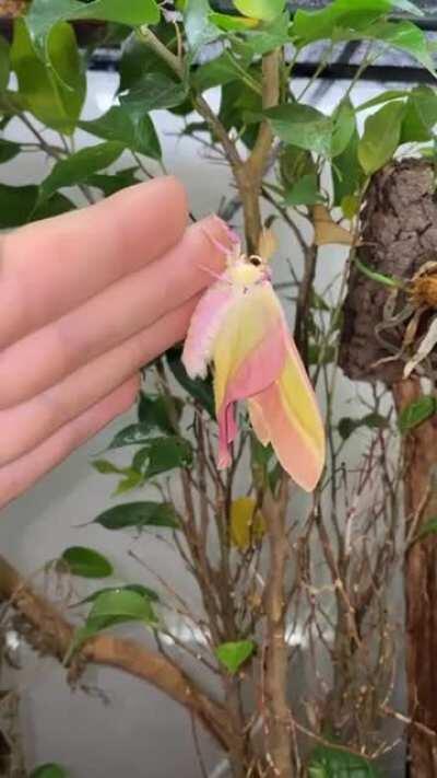 Chinese Moon Moth Hatching🦋