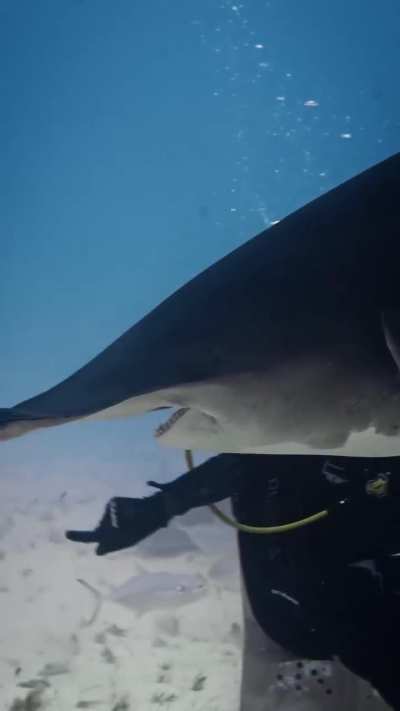 🔥Biggest Hammerhead Shark documented in The Bahamas, “QUEEN”👑
