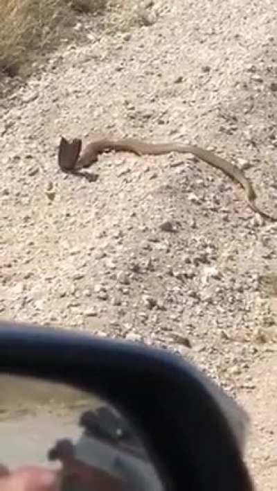 Never bring a gun to a cobra fight...