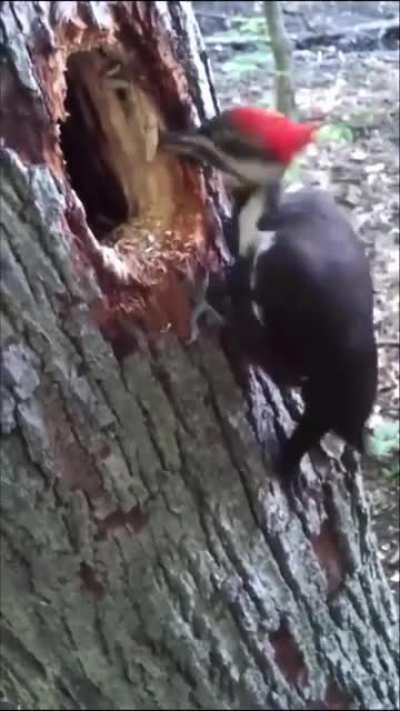 Bal porsuğundan sonra en psikopat hayvan bence