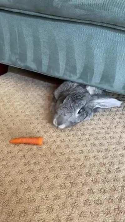He sure loves his carrots …