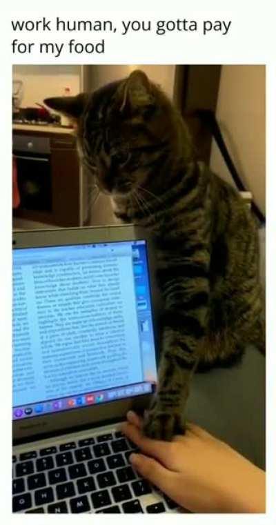 cat food expensive :