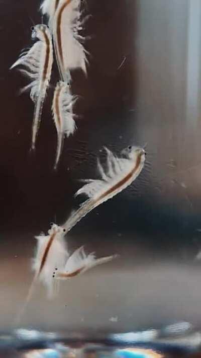 Are brine shrimp welcome here?