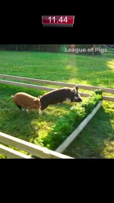 The pigs face their biggest challenge yet! 🐷🏆🏁
