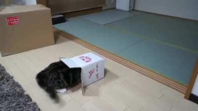 🔥 My home is a box! Not a single mouse tail will have time to enter my house! 😁😅