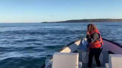 🔥 Two humpback whales interrupt a fishing trip in Conception Bay on the coast of Newfoundland, Canada (video taken by Sean Russell)