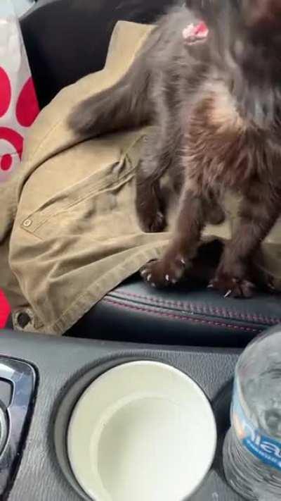 A little criminal I found escaping on the side of the road