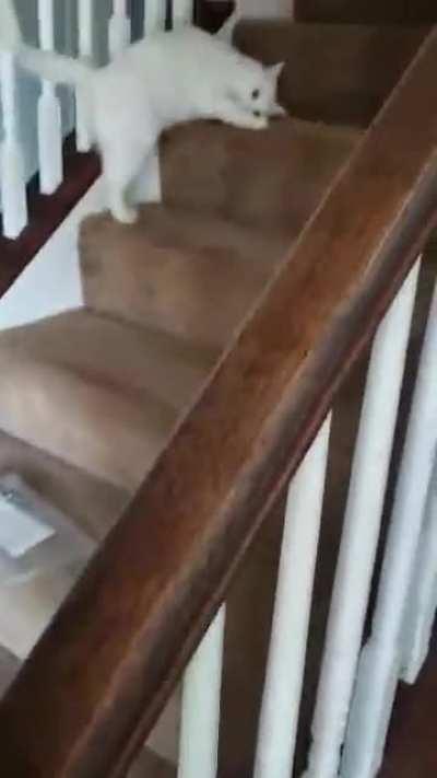 I was told you guys might like my moms cat Paulie (Paul).