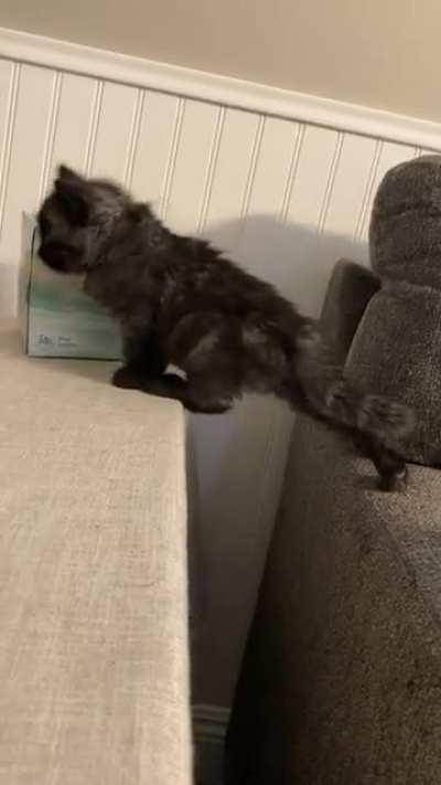 One of my most unique looking fosters so far. I think she’s beautiful, what do you guys think??