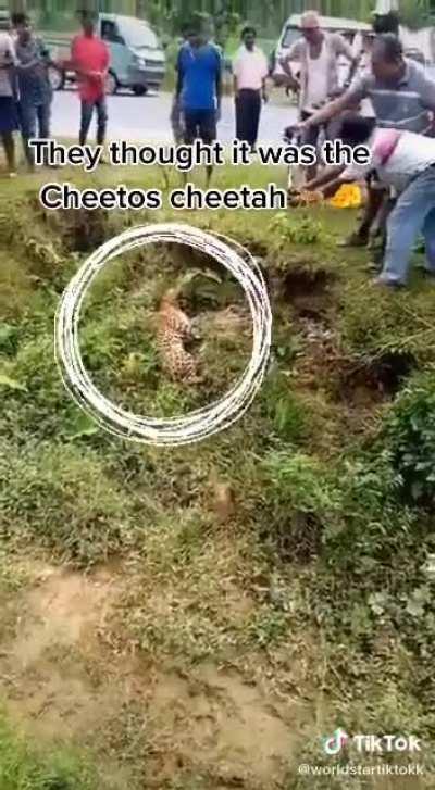 Being within 5 feet of a cheetah. I apologize for the robot voice