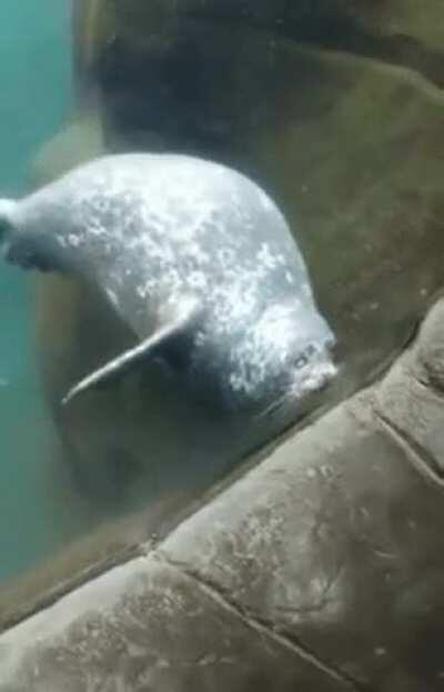 Sea Lion goes smoosh.
