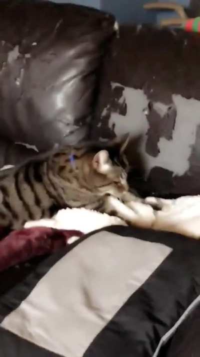 My late baby Boots making biscuits!