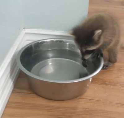 Baby trash panda plays with water for the first time and wants to pick it up! OC