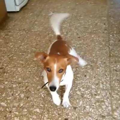 &iquest;Firulais facho o firulais facha? Why not both?