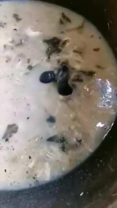 Average new york thanksgiving dish