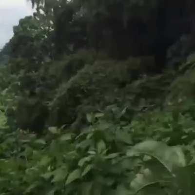 Cute, shy, and adorably awkward.