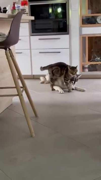 The quick brown cat jumps over the lazy dog