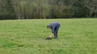WCGW Cow poop and a firework