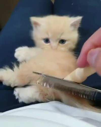 Grooming a little kitten
