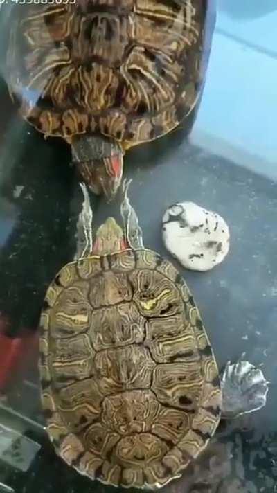 Thanks, I love your face!