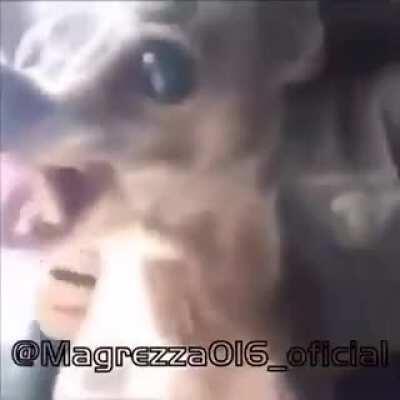 Esse e seu verdadeiro zóio Everson 2020